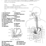 30 Respiratory System Worksheet Answer Key Education Template